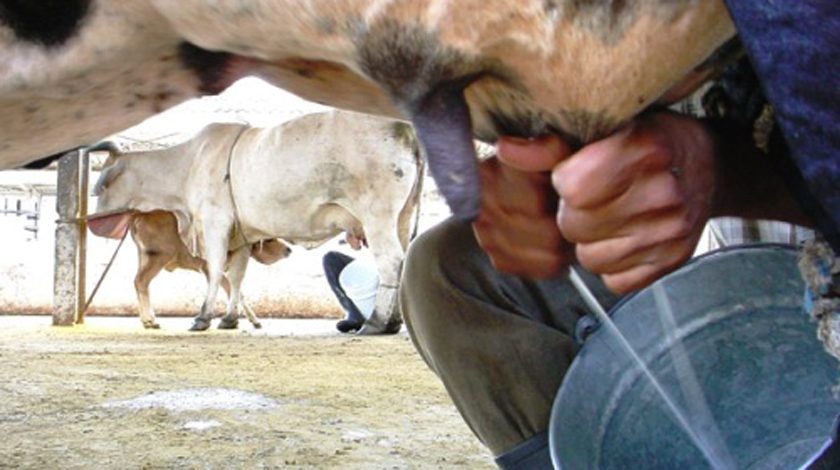Cooperativa camagüeyana es la primera en Cuba en llegar al millón de litros de leche
