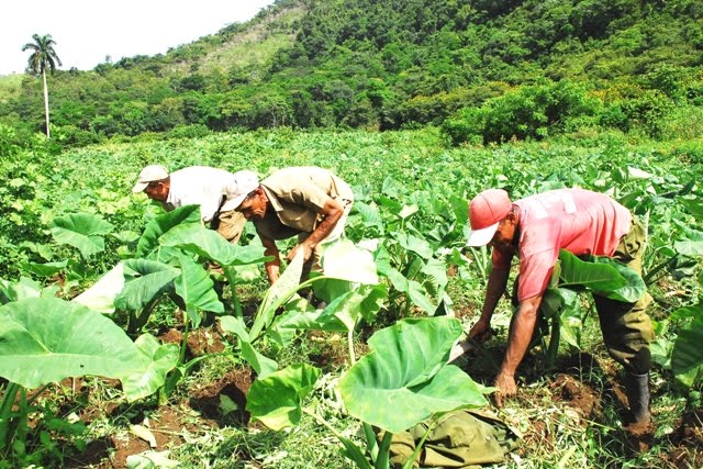 1705-campesinos-cubanos.jpg