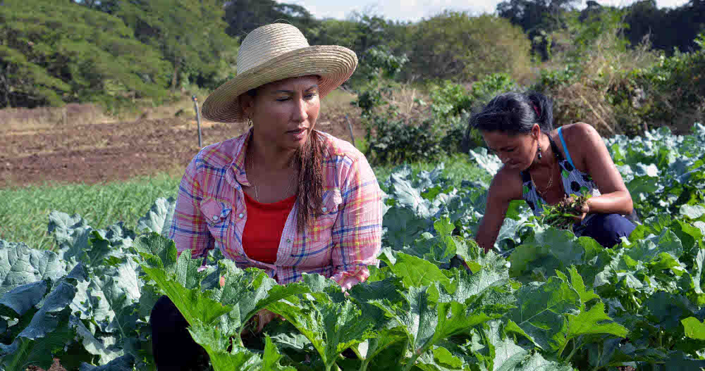 Mujer camagüeyana: protagonista en la producción de alimentos