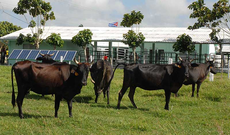 Foto: Rodolfo Blanco Cué/ ACN.