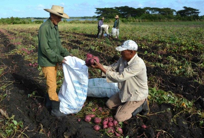 Trabajan en Camagüey por mejorar rendimientos agrícolas