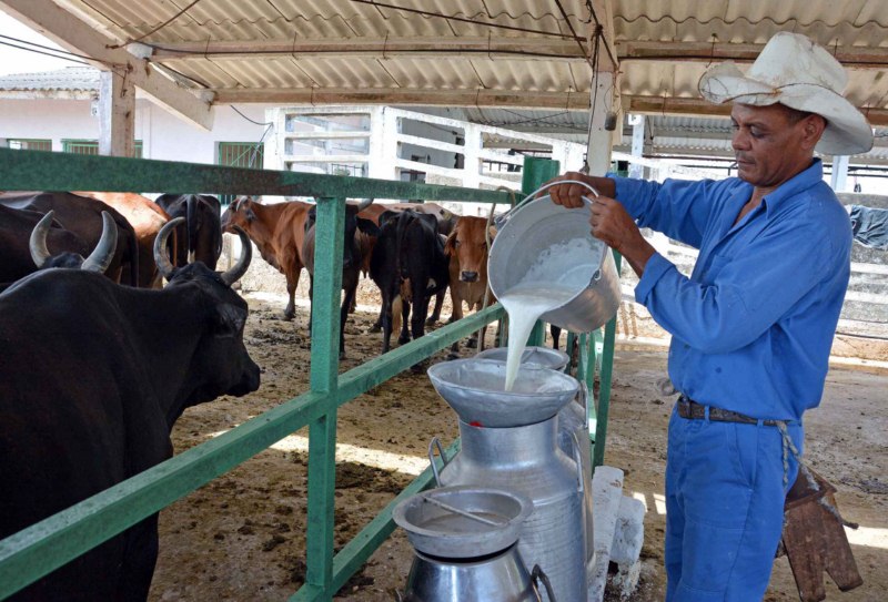 A buen ritmo proceso de recontratación lechera en Camagüey