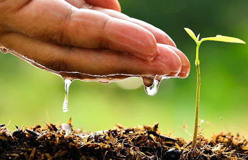 Potencia Holguín acciones de conservación del medio ambiente a través de la Tarea Vida Potencia Holguín acciones de conservación del medio ambiente a través de la Tarea Vida
