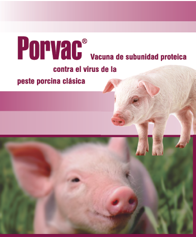 0702-vacunacion-cerdos2.png
