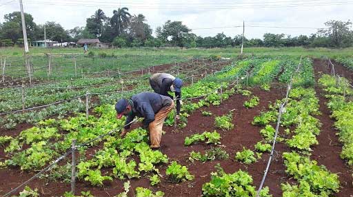 Presentan nuevo proyecto en apoyo a la soberanía alimentaria y educación nutricional