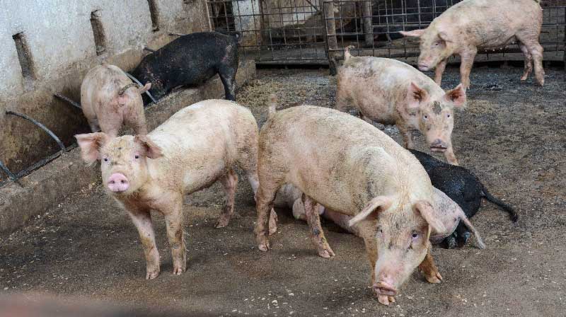 Crédito bancario planificado ayuda al desarrollo, opina productor agropecuario