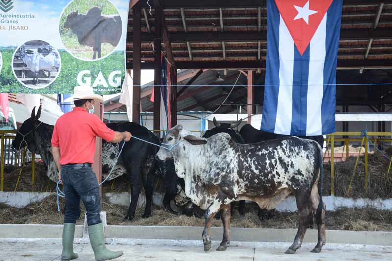 ACN - Cuba