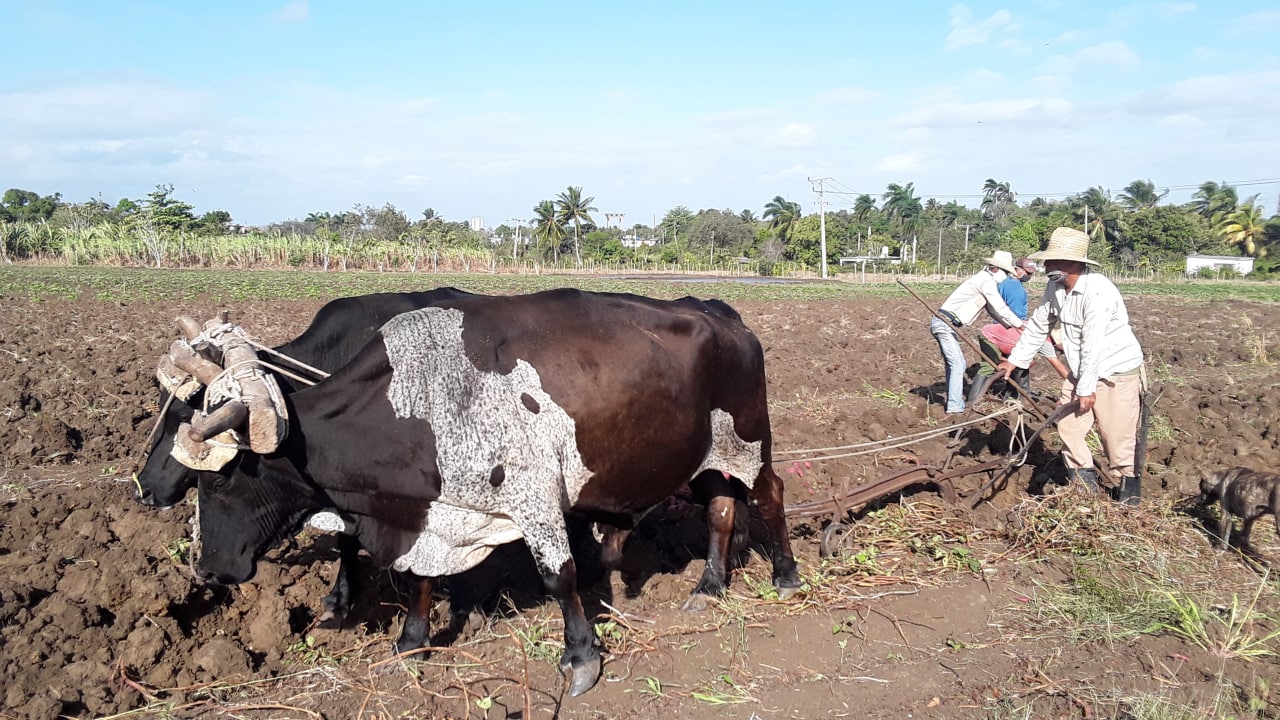 3012-campesinos-cienfuegos4.jpg