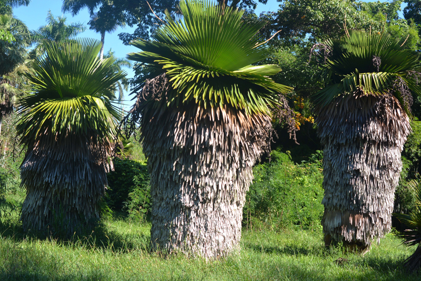 1102-jardín-botánico2.JPG