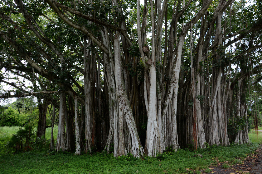 1102-jardín-botánico3.JPG