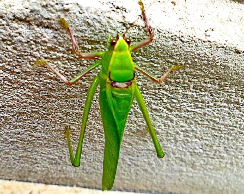 Insecto que hace ruido en verano