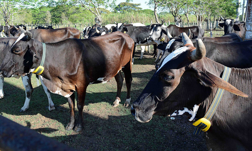 Difunden en Camagüey prácticas modernas de manejo en la ganadería