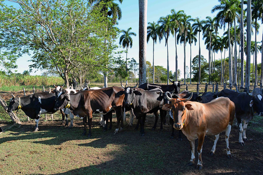 Difunden en Camagüey prácticas modernas de manejo en la ganadería