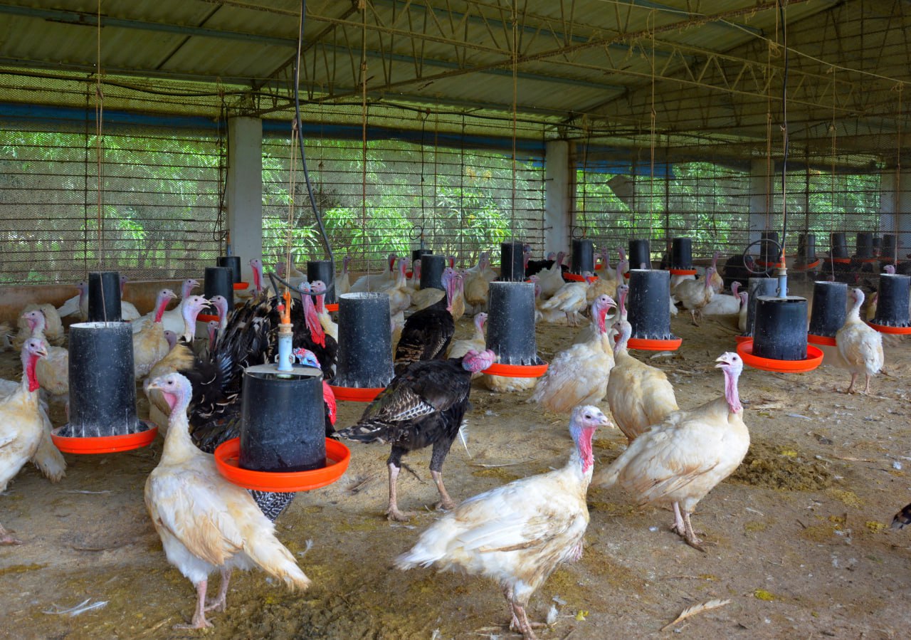 0325-avicultura1.jpg