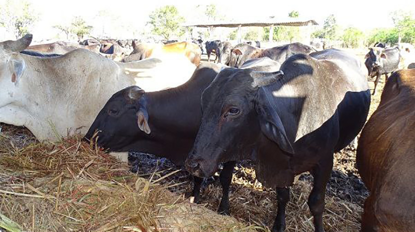 0-06-cooperacion-brasil-2.jpg