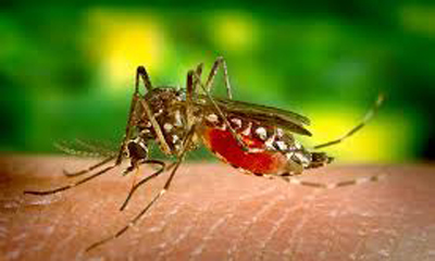 FIEBRE-AMARILLA.jpg