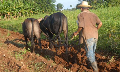 agricultura2.jpg