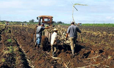 Las Tunas, exhibe altos rendimientos cañeros que ya comenzaron a generalizarse en Cuba. siembra-cana-azucar.jpg