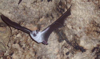 Murcielago-leucistico.jpg