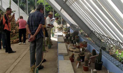 festival-cactus.jpg
