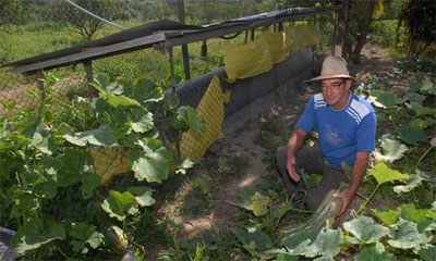 Miguel González Berberena, productor de ganado mayor y de cerdo, propietario de la Finca Agroecológica Rancho Grande, perteneciente al Grupo de la Agricultura Urbana y Suburbana del Ministerio de la Agricultura, en el municipio de Cumanayagua, aprovecha las ventajas del nuevo Biodigestor como fuente renovable de energía y en la siembra de hortalizas utilizando los residuos que le aporta la nueva tecnología. Cienfuegos, 5 de enero de 2015. AIN FOTO agricultura_urbana.jpg