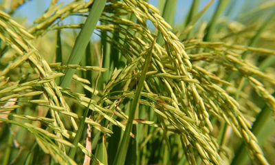 arroz.jpg