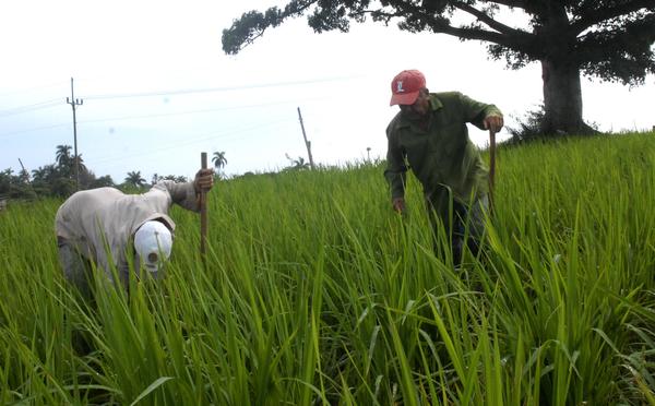 arroz092014.jpg