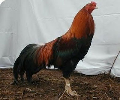 Campesinos de la central provincia de Villa Clara reproducen la gallina Cubalaya, única oriunda de Cuba y considerada en extinción. gallina_cubalaya.jpg