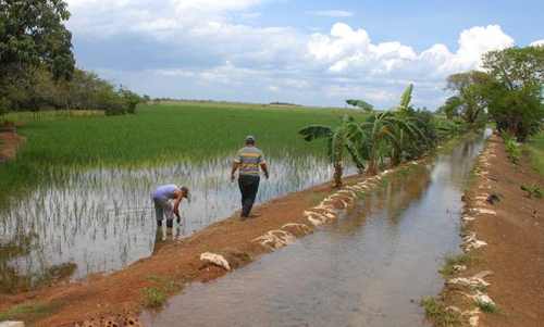 regadio-arroz.jpg