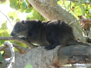 Estudios de densidad poblacional, modo de alimentación y otros detalles de la vida de las jutías conga y carabalí, especies endémicas de Cuba, desarrollan expertos del Parque Nacional Guanahacabibes,  sitio de profusas riquezas naturales.