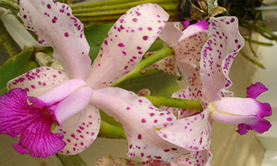 Orquideario de Soroa Orquideario de Soroa