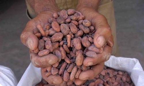 En pequeñas plantaciones de las faldas de la Sierra Maestra los agricultores de la provincia de Santiago de Cuba han desarrollado, durante generaciones, el arte de cultivar las variedades más finas de cacao criollo. . ACN FOTO/ Miguel RUBIERA JÚSTIZ