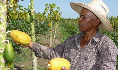 plantacion-frutales.jpg