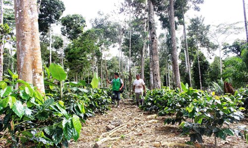 La Estación Experimental Agroforestal Itabo, situada en esta localidad de la costa norte de Cuba, aplica con éxito la forestería análoga, herramienta para la restauración de los ecosistemas, con beneficios para la naturaleza y las comunidades.