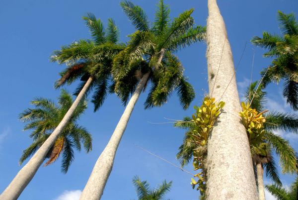 El Jardín Botánico de Cienfuegos (JBC), declarado Monumento Nacional de Cuba el 20 de octubre de 1989, es un reino vegetal que genera numerosas investigaciones que comprenden estudios para revitalizar ejemplares en peligro de extinción. 12 de octubre de 2017. ACN FOTO/Modesto GUTIÉRREZ CABO