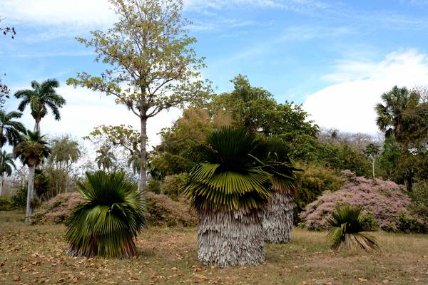 El Jardín Botánico de Cienfuegos (JBC), declarado Monumento Nacional de Cuba el 20 de octubre de 1989, es un reino vegetal que genera numerosas investigaciones que comprenden estudios para revitalizar ejemplares en peligro de extinción. 12 de octubre de 2017. ACN FOTO/Modesto GUTIÉRREZ CABO