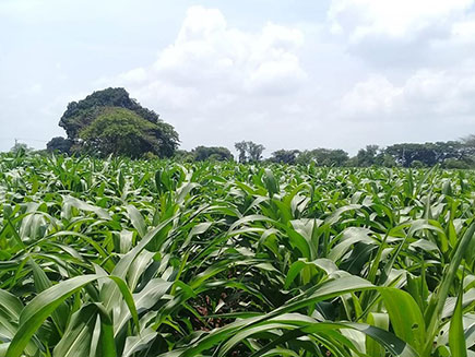 0902-agricultor-cubano3.jpg