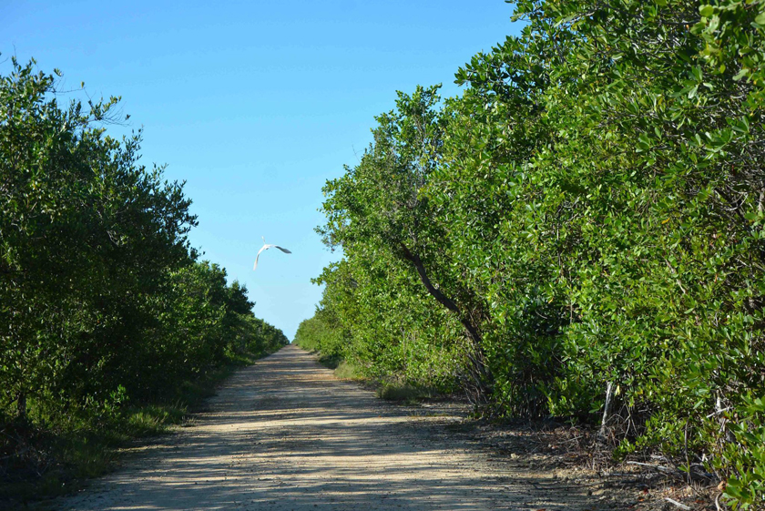 1210-cienaga-zapata2.jpg