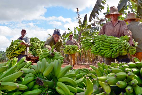 0502-Bananeros.jpg