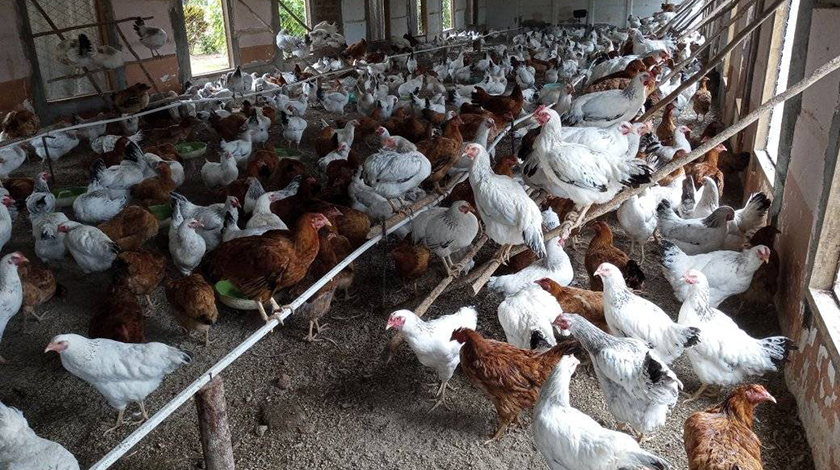 La crianza de gallinas rústicas y codornices con el empleo de comida alternativa y pasto verde , constituye un prometedor programa que se desarrolla en la provincia de Las Tunas , para la producción de huevos y venta a la población.