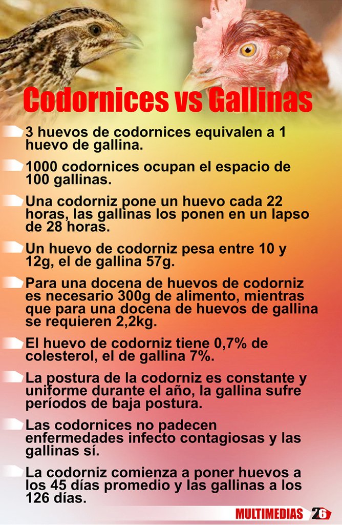 0-21-codornizvsgallina.jpg