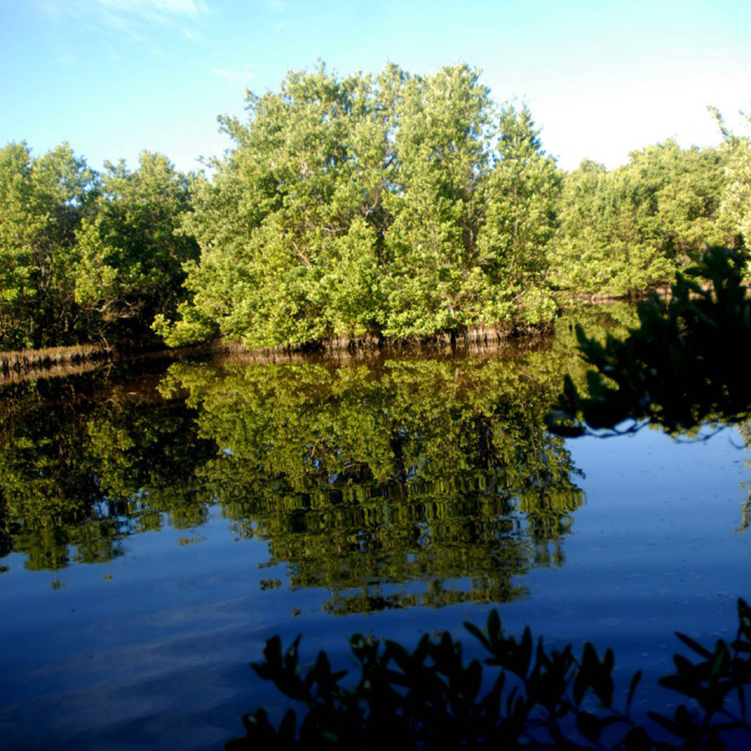 0-05-manglar-5.jpg