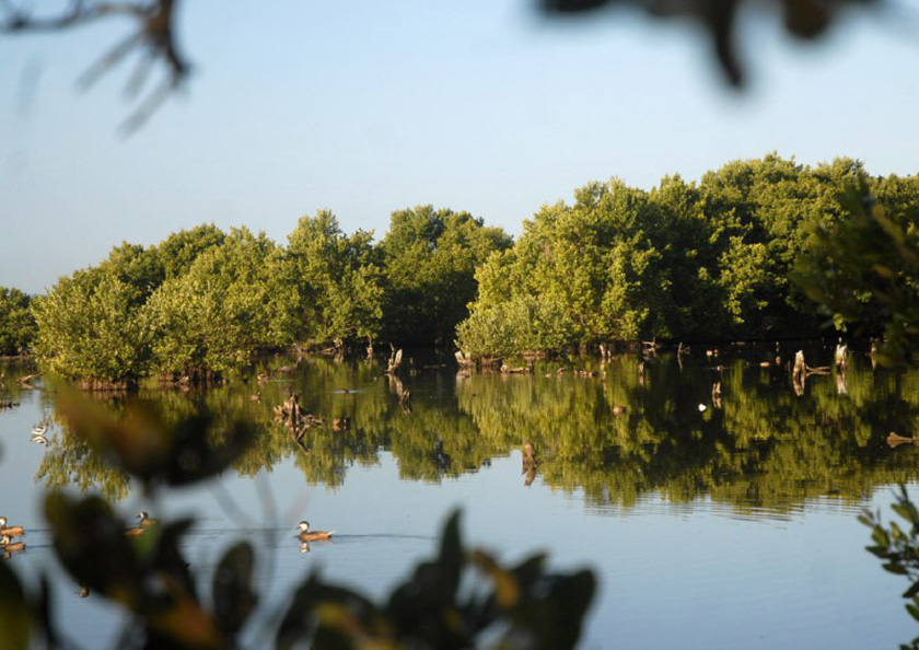 0-05-manglar-6.jpg
