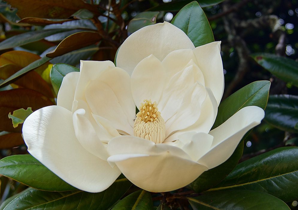 0516-magnolias1.jpg