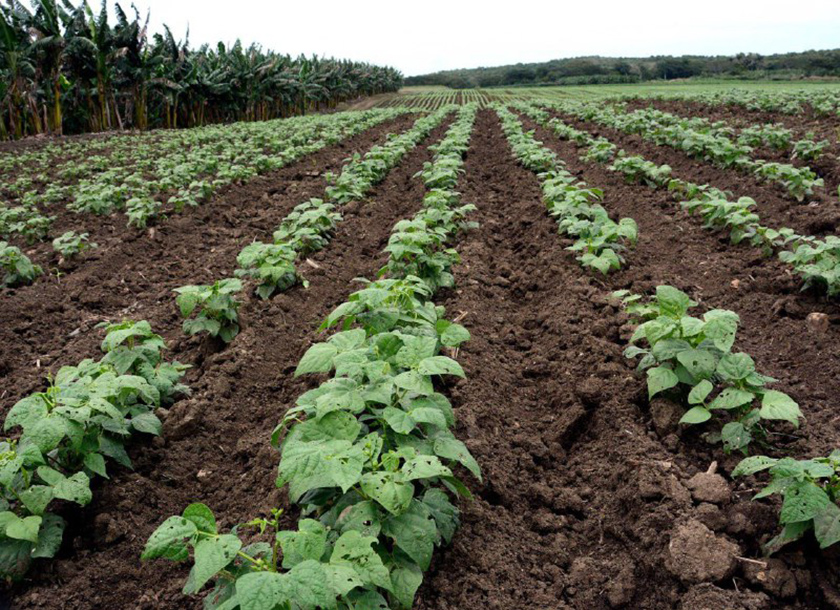 0-03-economia-agropecuaria-2.jpg