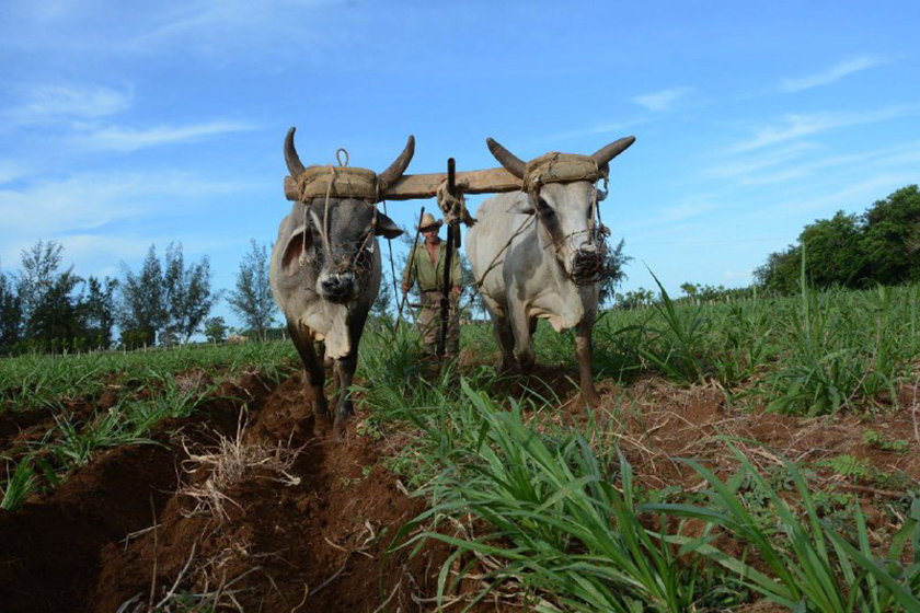 0-03-economia-agropecuaria-3.jpg