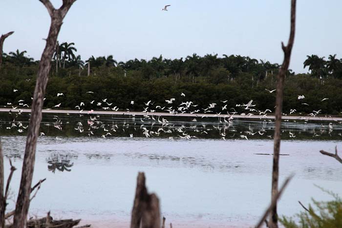 Monitoreos revelan mejores dinámicas en ecosistemas de Caguanes