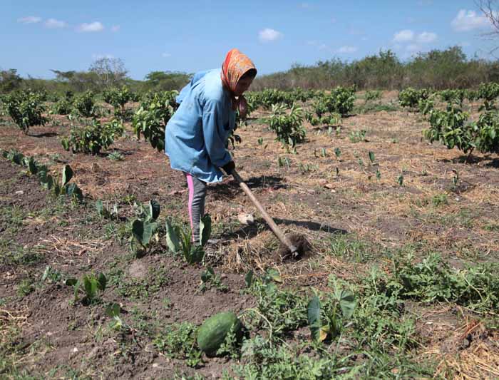 ACN - Cuba