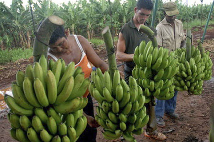 ACN - Cuba