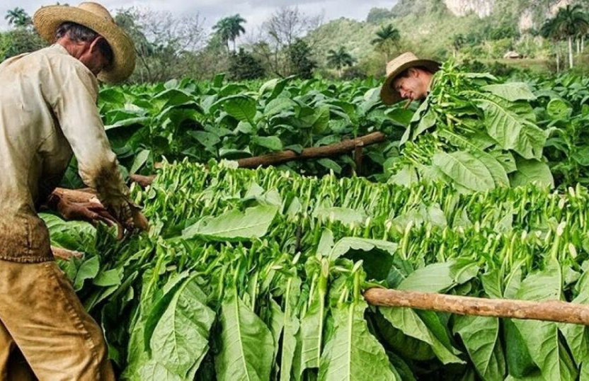 ACN - Cuba